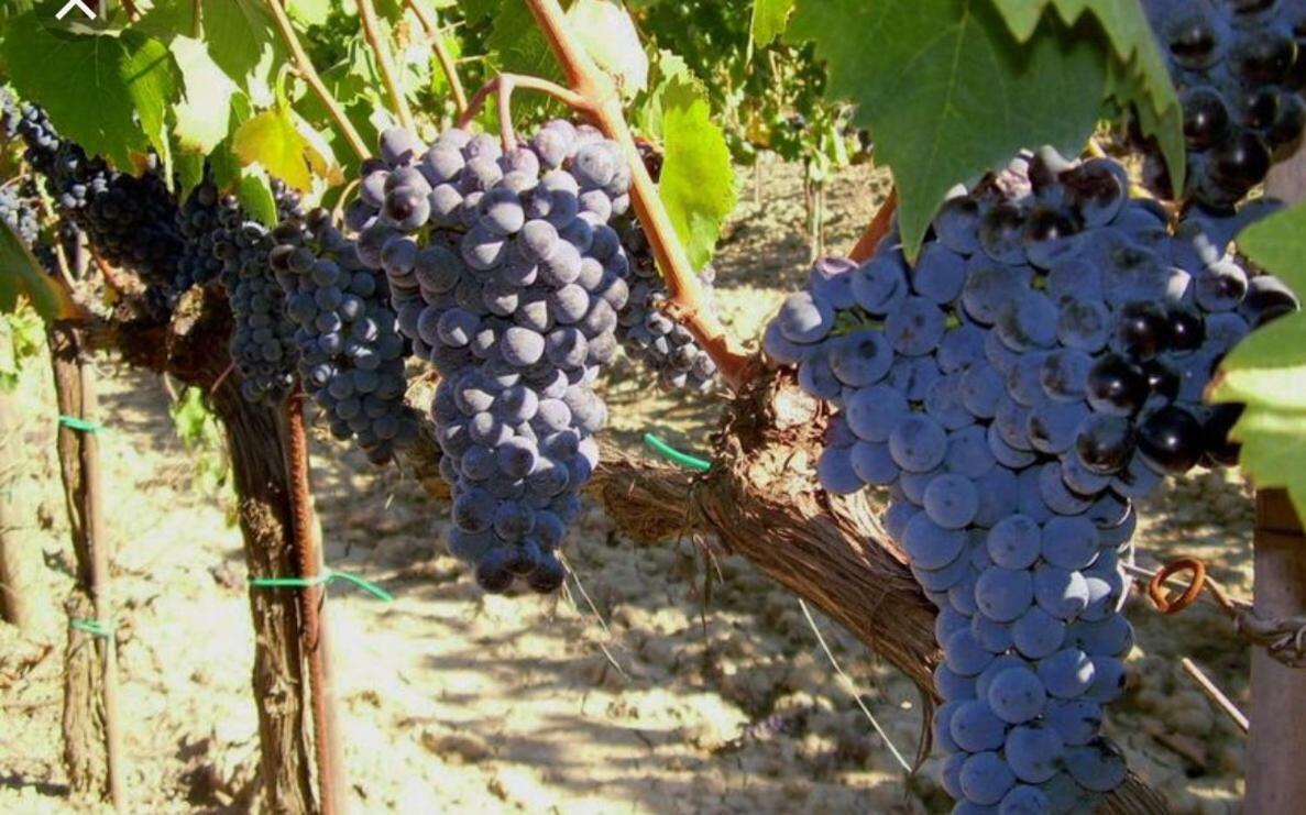 Cordella In Montalcino Wine Resort Exterior photo
